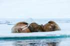 Atlantic walruses-Odobenus rosmarus-resting on ice Nordaustlandet-Norway Coastal Print